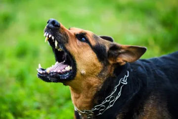 Pas zatočio obitelj u hotelu, otac usred noći zvao policiju: 'Agresivan je, pokazuje zube'