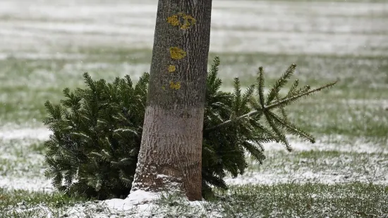 Božićno vrijeme bliži se kraju, kada planirate raskititi bor?