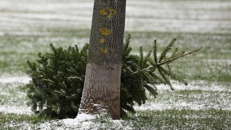 Božićno vrijeme bliži se kraju, kada planirate raskititi bor?
