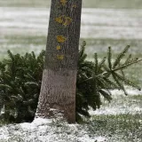 Božićno vrijeme bliži se kraju, kada planirate raskititi bor?