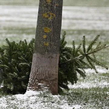 Božićno vrijeme bliži se kraju, kada planirate raskititi bor?