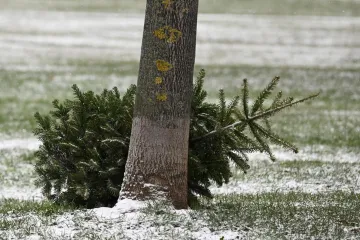 Božićno vrijeme bliži se kraju, kada planirate raskititi bor?