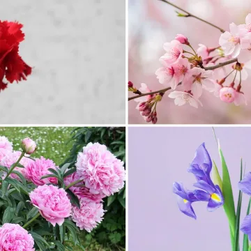 Samo će pravi kvizomani znati koji su nacionalni cvjetovi ovih država