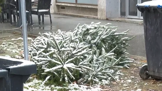 Hrvati otkrili kada planiraju raskititi bor: 'Djeca viču da će policiju zvati'