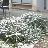 Hrvati otkrili kada planiraju raskititi bor: 'Djeca viču da će policiju zvati'