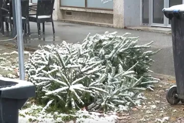Hrvati otkrili kada planiraju raskititi bor: 'Djeca viču da će policiju zvati'