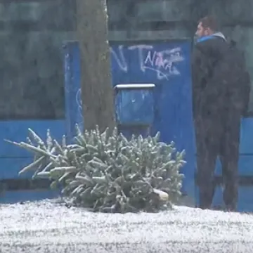 Pitali smo vas kada planirate raskititi bor, ovo su va&scaron;i odgovori