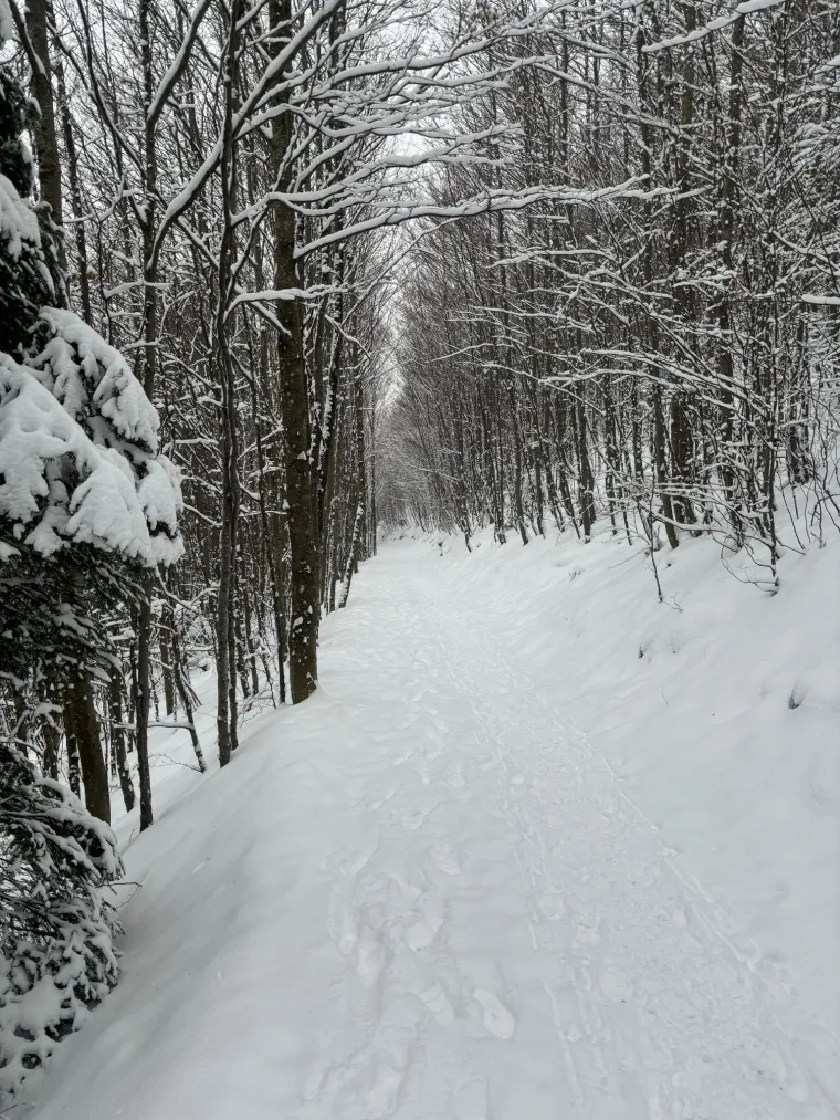 Nevjerojatno pred Žičarom! Pogledajte koliki je red: Svi žele na Sljeme, a snijega k'o u priči