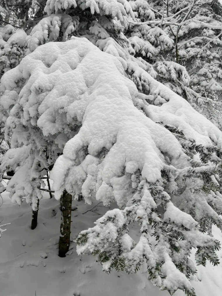 Nevjerojatno pred Žičarom! Pogledajte koliki je red: Svi žele na Sljeme, a snijega k'o u priči