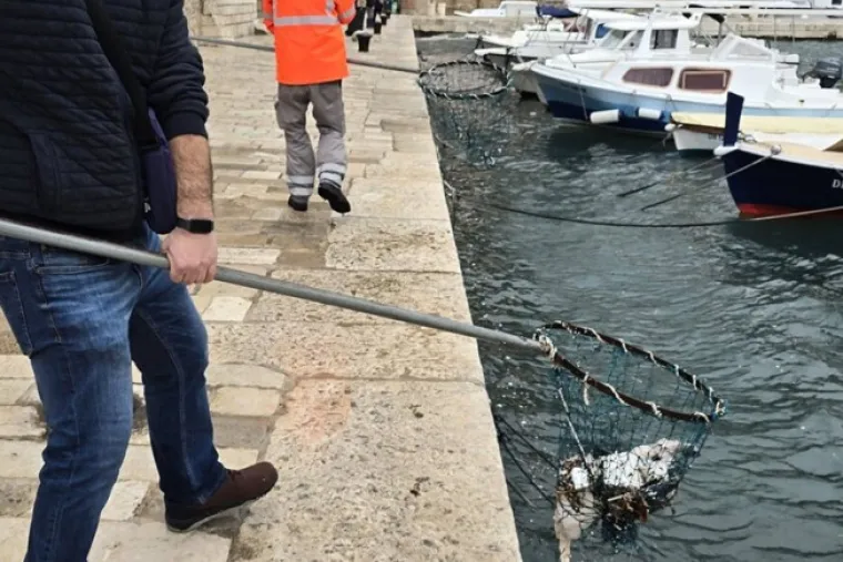 Užas u Dubrovniku: Iz mora izvlačili le&scaron;ine životinja, prizori su uznemirujući!