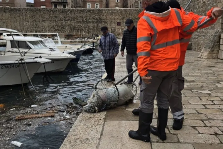 Užas u Dubrovniku: Iz mora izvlačili le&scaron;ine životinja, prizori su uznemirujući!