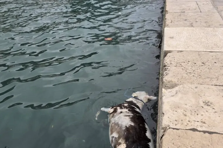 Užas u Dubrovniku: Iz mora izvlačili le&scaron;ine životinja, prizori su uznemirujući!