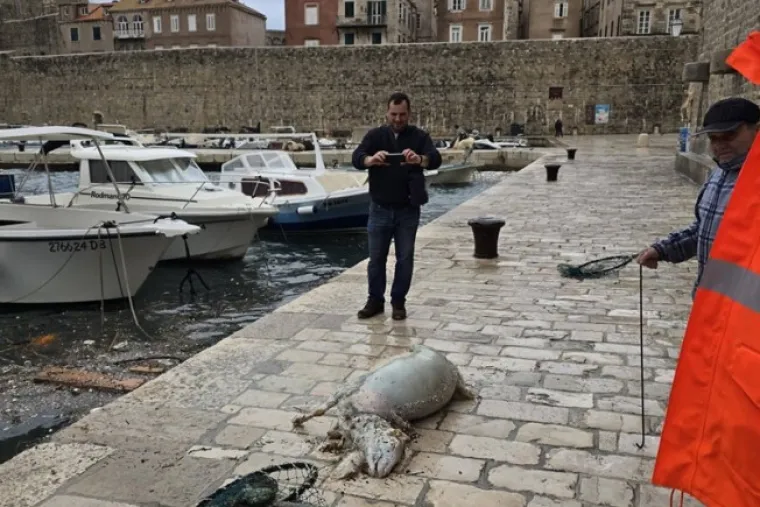 Užas u Dubrovniku: Iz mora izvlačili le&scaron;ine životinja, prizori su uznemirujući!
