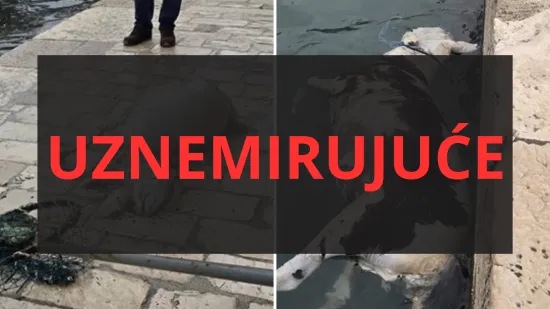 Užas u Dubrovniku: Iz mora izvlačili le&scaron;ine životinja, prizori su uznemirujući!
