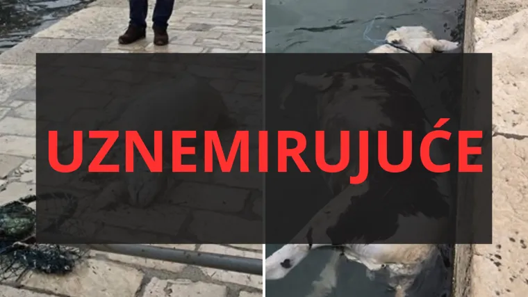 Užas u Dubrovniku: Iz mora izvlačili le&scaron;ine životinja, prizori su uznemirujući!