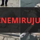Užas u Dubrovniku: Iz mora izvlačili le&scaron;ine životinja, prizori su uznemirujući!