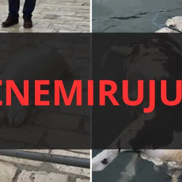 Užas u Dubrovniku: Iz mora izvlačili le&scaron;ine životinja, prizori su uznemirujući!