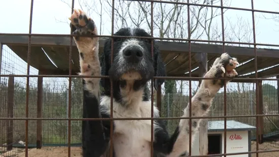 Mr&scaron;avi, izgladnjeli i bez očiju: Ovo su stravični prizori pasa spa&scaron;enih iz &scaron;ibenskog azila