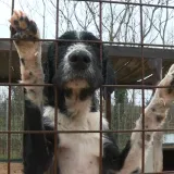 Mr&scaron;avi, izgladnjeli i bez očiju: Ovo su stravični prizori pasa spa&scaron;enih iz &scaron;ibenskog azila