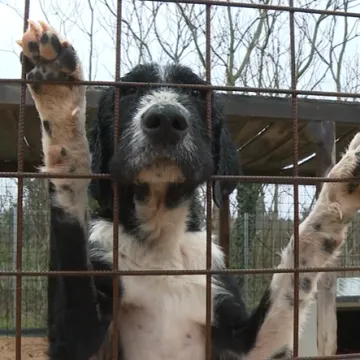 Mr&scaron;avi, izgladnjeli i bez očiju: Ovo su stravični prizori pasa spa&scaron;enih iz &scaron;ibenskog azila