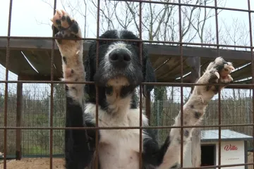 Mr&scaron;avi, izgladnjeli i bez očiju: Ovo su stravični prizori pasa spa&scaron;enih iz &scaron;ibenskog azila