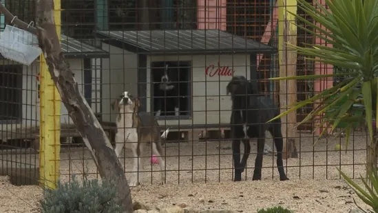 &Scaron;ibenski azil pod lupom: Životinje gladne i ozlijeđene, spa&scaron;eno 50 pasa