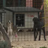 &Scaron;ibenski azil pod lupom: Životinje gladne i ozlijeđene, spa&scaron;eno 50 pasa