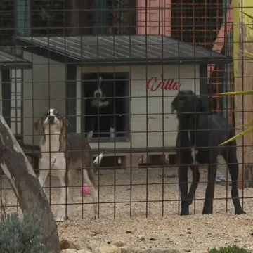 &Scaron;ibenski azil pod lupom: Životinje gladne i ozlijeđene, spa&scaron;eno 50 pasa