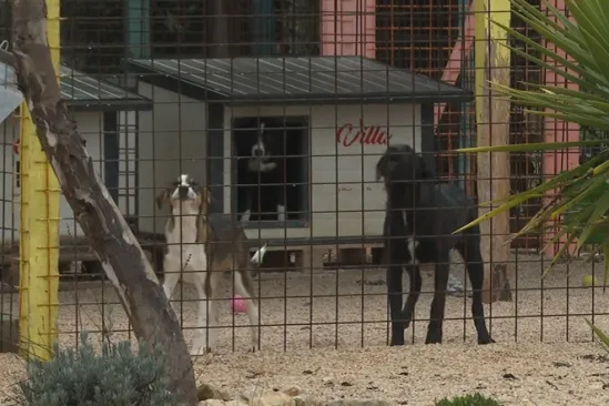 &Scaron;ibenski azil pod lupom: Životinje gladne i ozlijeđene, spa&scaron;eno 50 pasa