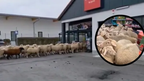 Ovce zalutale na parking trgovine, a onda je jedna počela slijediti kupca. Nastao je potpuni kaos