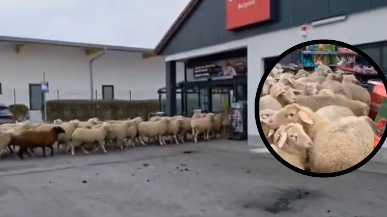 Ovce zalutale na parking trgovine, a onda je jedna počela slijediti kupca. Nastao je potpuni kaos