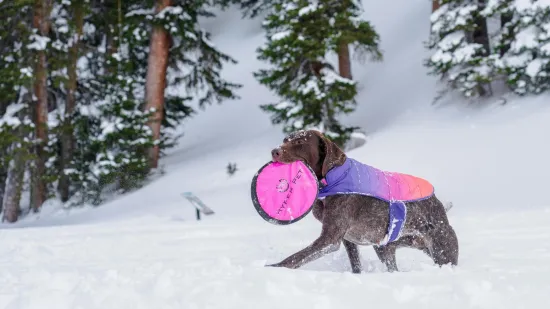 Neki psi trebaju nositi kaputiće po hladnoći: U ovim slučajevima krzno nije dovoljno