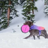 Neki psi trebaju nositi kaputiće po hladnoći: U ovim slučajevima krzno nije dovoljno