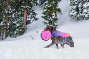 Neki psi trebaju nositi kaputiće po hladnoći: U ovim slučajevima krzno nije dovoljno