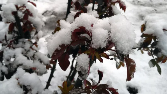Snijeg može brzo o&scaron;tetiti ruže, ali jedan jednostavan dodatak može pomoći da ih za&scaron;titite