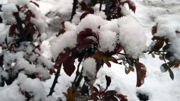 Snijeg može brzo o&scaron;tetiti ruže, ali jedan jednostavan dodatak može pomoći da ih za&scaron;titite