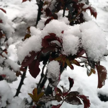 Snijeg može brzo o&scaron;tetiti ruže, ali jedan jednostavan dodatak može pomoći da ih za&scaron;titite