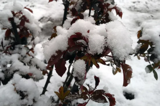 Snijeg može brzo o&scaron;tetiti ruže, ali jedan jednostavan dodatak može pomoći da ih za&scaron;titite