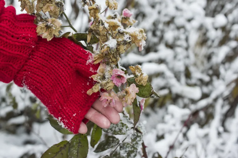 Snijeg može brzo o&scaron;tetiti ruže, ali jedan jednostavan dodatak može pomoći da ih za&scaron;titite