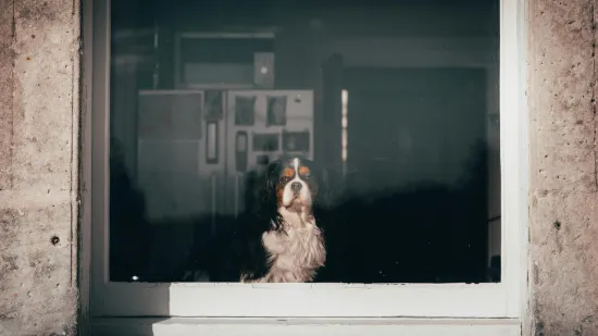 Kada napustite dom psi misle samo na jedno: Ovo su simptomi ozbiljnog problema, pazite na njih