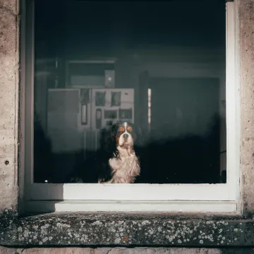 Kada napustite dom psi misle samo na jedno: Ovo su simptomi ozbiljnog problema, pazite na njih