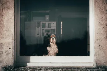 Kada napustite dom psi misle samo na jedno: Ovo su simptomi ozbiljnog problema, pazite na njih