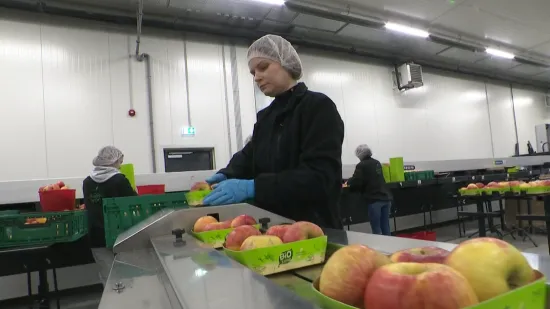 Za njih nema zimske pauze, u hladnjačama uvijek ima posla! Pogledajte &scaron;to rade slavonski voćari