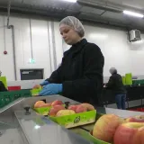 Za njih nema zimske pauze, u hladnjačama uvijek ima posla! Pogledajte &scaron;to rade slavonski voćari