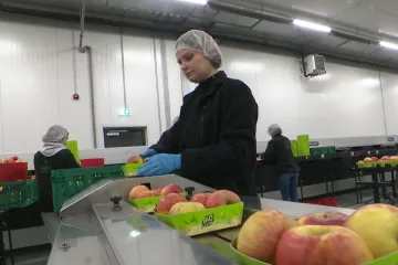 Za njih nema zimske pauze, u hladnjačama uvijek ima posla! Pogledajte &scaron;to rade slavonski voćari