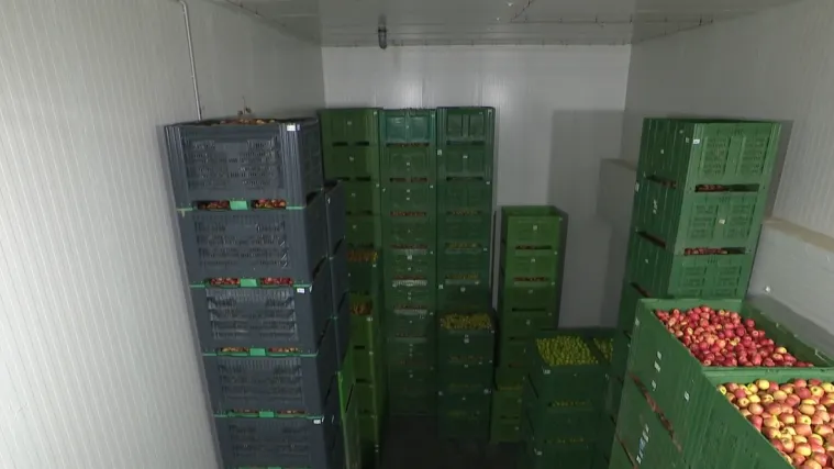 Ove komore usred zime čuvaju budućnost hrvatskih voćara, pogledajte priču iz hladnjače...