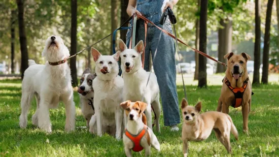 [KVIZ] Svi moraju prepoznati barem četiri pasmine pasa