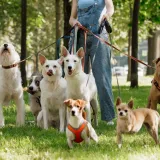 [KVIZ] Svi moraju prepoznati barem četiri pasmine pasa