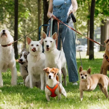 [KVIZ] Svi moraju prepoznati barem četiri pasmine pasa