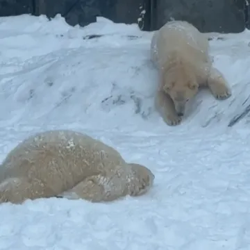 Majka im skače u bazen, oni se valjaju u snijegu... I ba&scaron; ih briga &scaron;to minusi 'grizu' ljude